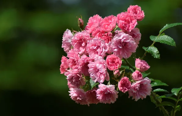 Picture macro, background, branch, briar, flowers, Briar wrinkled