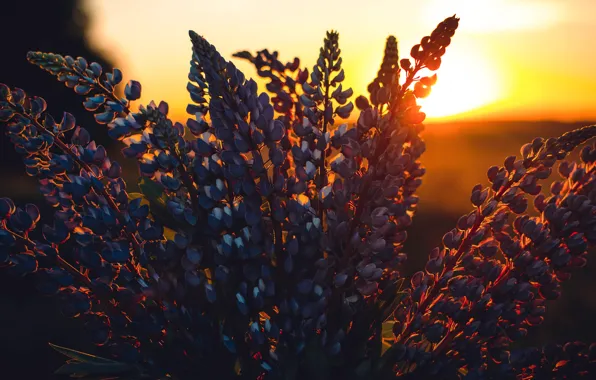 Sunset, Flowers, The sun, Nature, The evening, Plant, Dawn, Plants