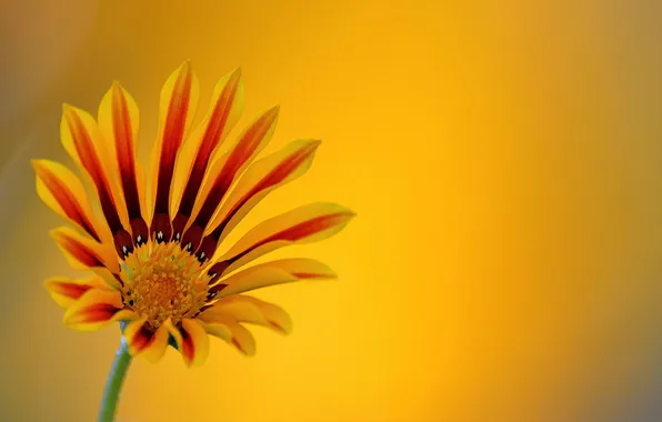 Flower, macro, background, oranzhevy