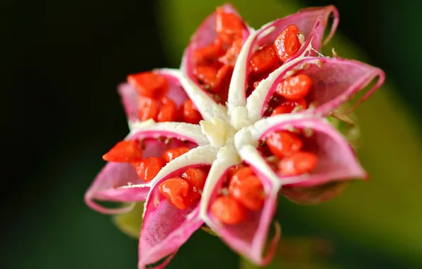 Macro, flowers, focus, seeds, box