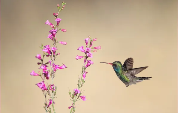 Picture flowers, background, bird, Hummingbird