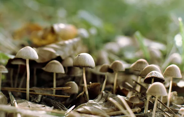 Forest, nature, mushrooms, hats, sharpness, family, focal