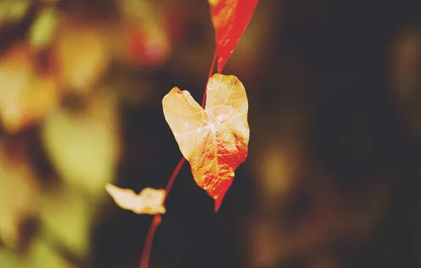 Orange, sheet, leaf