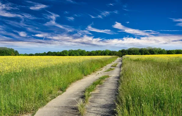 Road, field, the sky