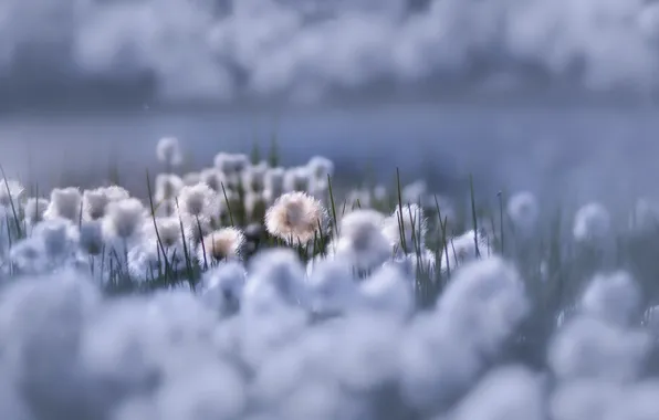 Flowers, nature, beauty, Flowers of Heaven