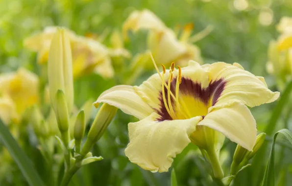 Macro, yellow, daylilies
