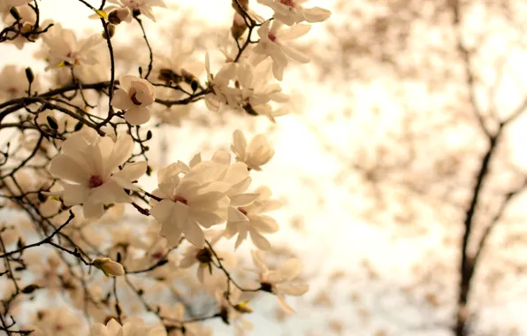 White, flowers, branches, nature, background, branch, spring, flowering
