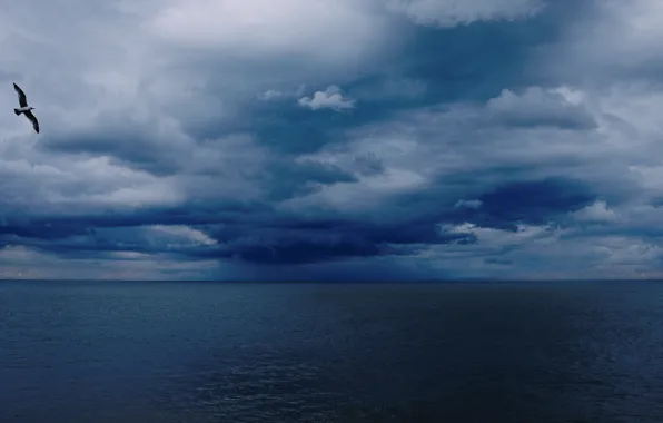 Sea, seagulls, storm, horizon, gray clouds