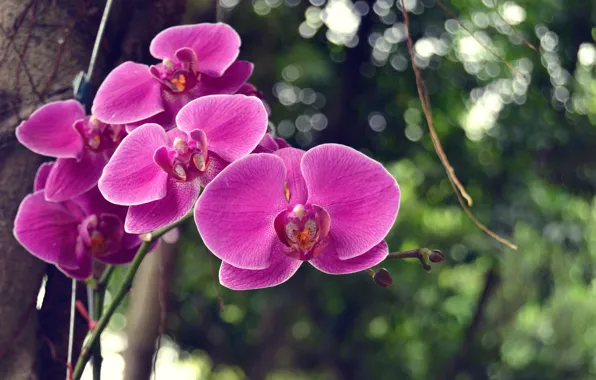 Tree, foliage, branch, orchids, flowers, bokeh