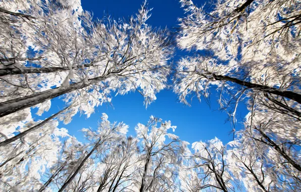 The sky, snow, trees, line, branches, nature, touch