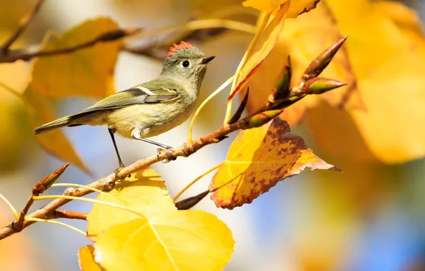 Autumn, leaves, light, bird, branch, yellow, kidney, bokeh