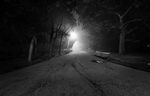 Light, trees, bench, Park, The way