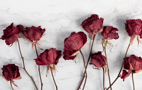 Wallpaper, red, flowers, blur, roses, white background, stems, dry
