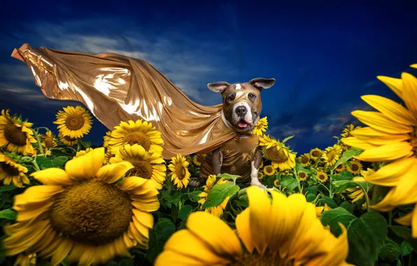 The sky, sunflowers, flowers, blue, dog, yellow, mask, fabric