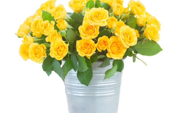 Picture flowers, yellow, roses, bouquet, bucket, white background