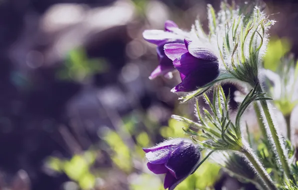 Flowers, spring, purple, lilac, bokeh, forest, cross