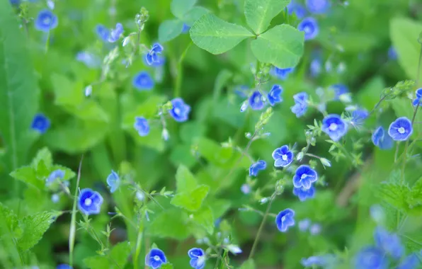 Greens, leaves, flowers, glade, Veronica, blur, spring, blue