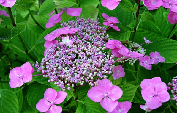 Macro, hydrangea, inflorescence