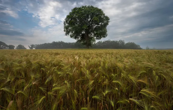 Field, fog, tree, rye, morning, ears, cereals, rye field