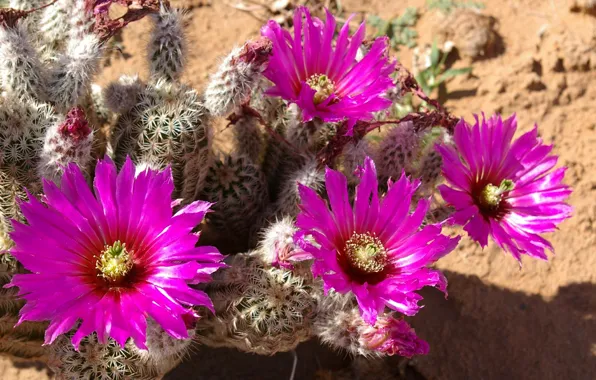 Picture needles, nature, desert, petals, cactus