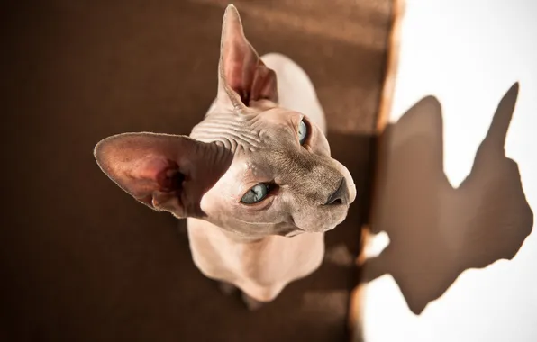 Cat, cat, look, light, pose, grey, wall, portrait