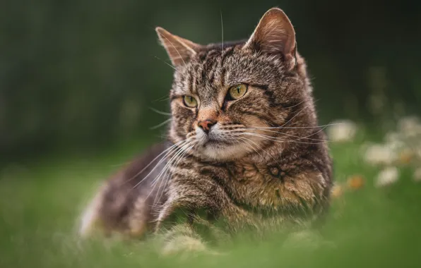 Cat, summer, grass, cat, look, face, nature, pose