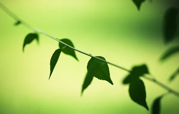 Picture greens, leaves, macro, trees, green, background, tree, Wallpaper