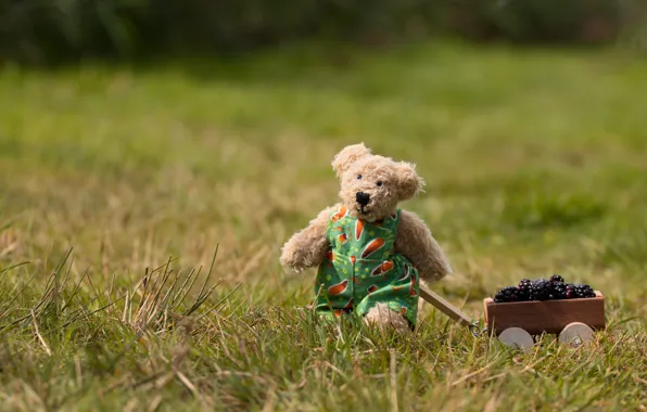 Field, grass, nature, berries, mood, toy, harvest, bear