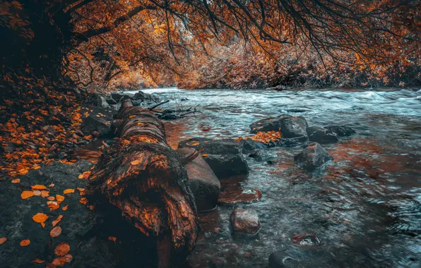 Picture autumn, forest, river, stones, foliage