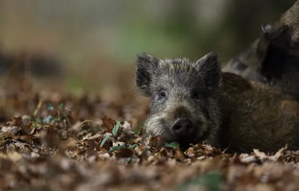 Look, leaves, nature, background, baby, lies, boar, face