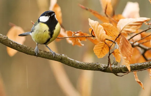 Picture autumn, leaves, nature, rain, bird, branch, tit