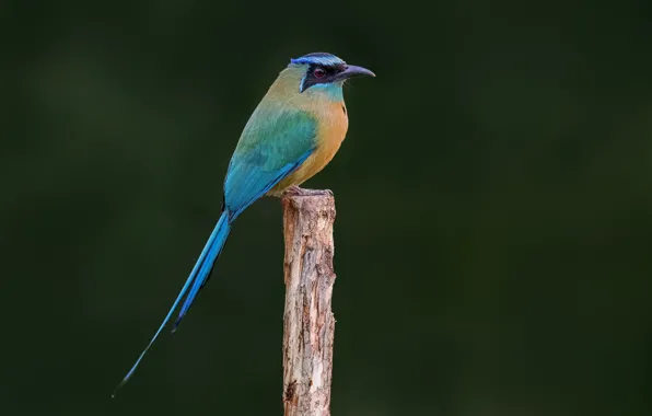 Picture bird, Wallpaper, blurred background, closeup