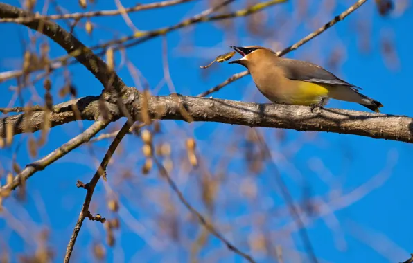 Trees, branches, blue, bird, leaf, beak, the Waxwing