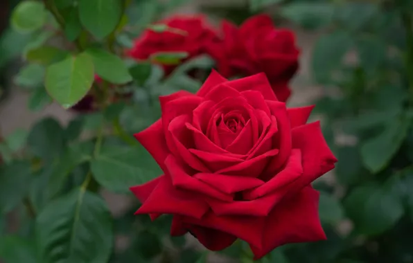 Picture macro, rose, petals, Bud, red rose, bokeh
