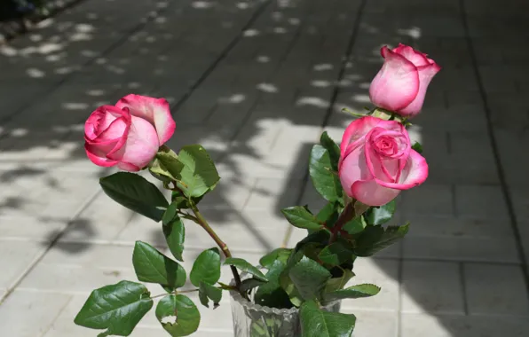 Flowers, roses, vase, pink color