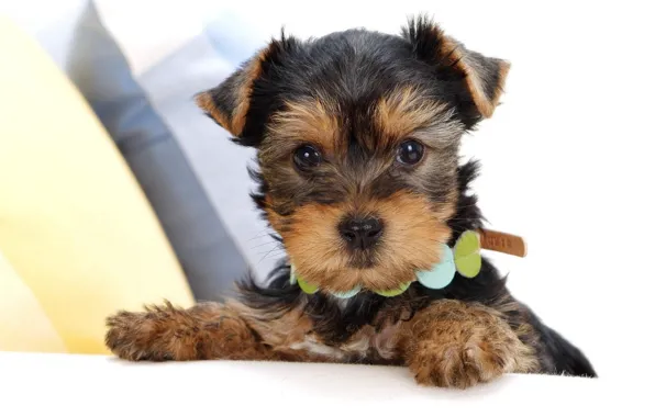 Face, puppy, collar, Yorkshire Terrier