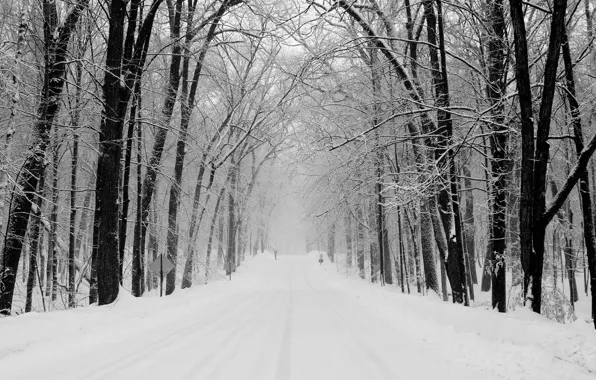 Road, forest, snow