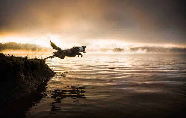 Forest, the sky, water, sunset, squirt, nature, pose, fog