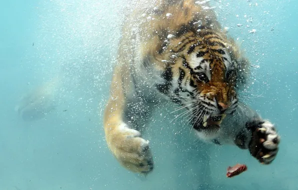 Water, tiger, the situation, meat, tiger, floats