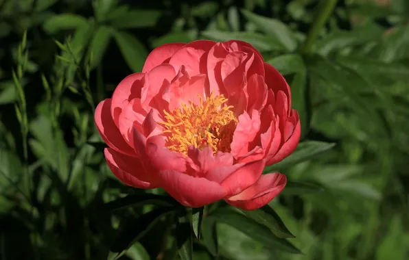 Flower, leaves, macro, light, red, pink, garden, peony
