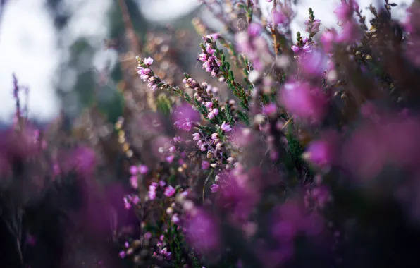 Macro, flowers, nature, background, Bush, blur, pink, bokeh