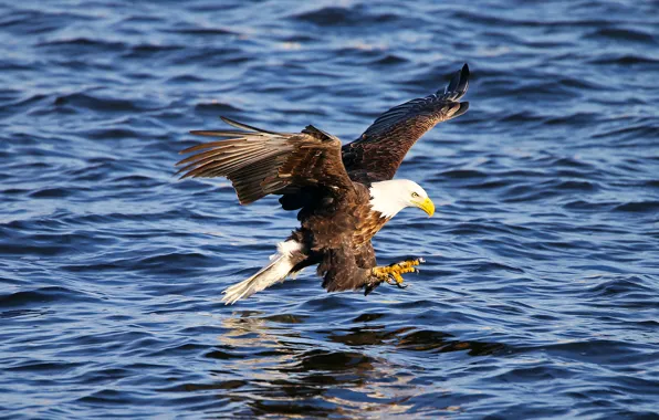 Water, flight, animal, bird, wings, claws, American eagle