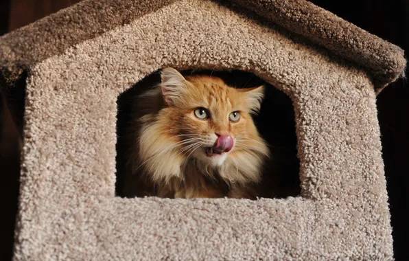 Cat, look, house