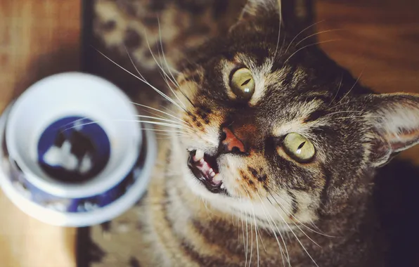 Cat, look, table, Cup, looks, saucer