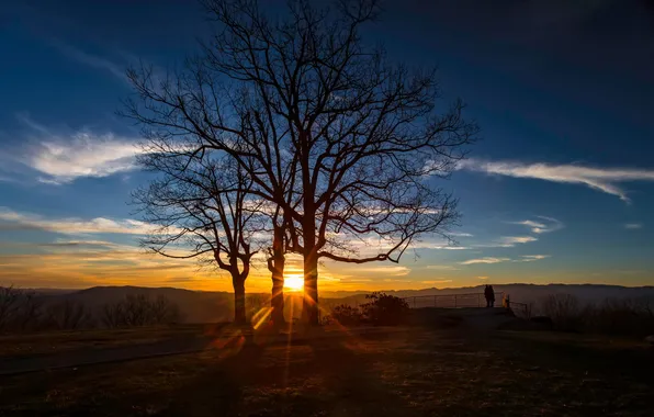 Picture the sun, tree, Nature