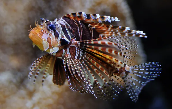 Picture sea, eyes, the ocean, fish, exotic, fins