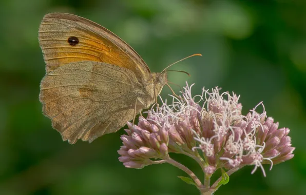 Flower, butterfly, butterfly