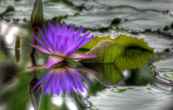 Water, Flower, blossomed, hdr