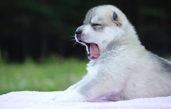 Dog, puppy, husky, yawn