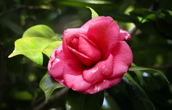 Picture the dark background, pink, Camellia